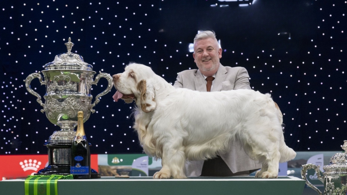 Illustration : "D'un adorable Spaniel sacré champion à une fillette de 4 ans star du plus grand concours canin du monde, voici ce qu'il faut retenir de l'édition 2026 de Crufts (vidéo)"