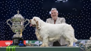 Illustration : D'un adorable Spaniel sacr&eacute; champion &agrave; une fillette de 4 ans star du plus grand concours canin du monde, voici ce qu'il faut retenir de l'&eacute;dition 2026 de Crufts (vid&eacute;o)