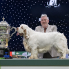 Illustration : D'un adorable Spaniel sacr&eacute; champion &agrave; une fillette de 4 ans star du plus grand concours canin du monde, voici ce qu'il faut retenir de l'&eacute;dition 2026 de Crufts (vid&eacute;o)