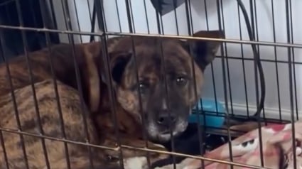 Illustration : Cach&eacute;s sous les ruines d&rsquo;une maison, 2 chiens ont &eacute;t&eacute; secourus par une &eacute;quipe de sauvetage et sont d&eacute;sormais en s&eacute;curit&eacute; (vid&eacute;o)