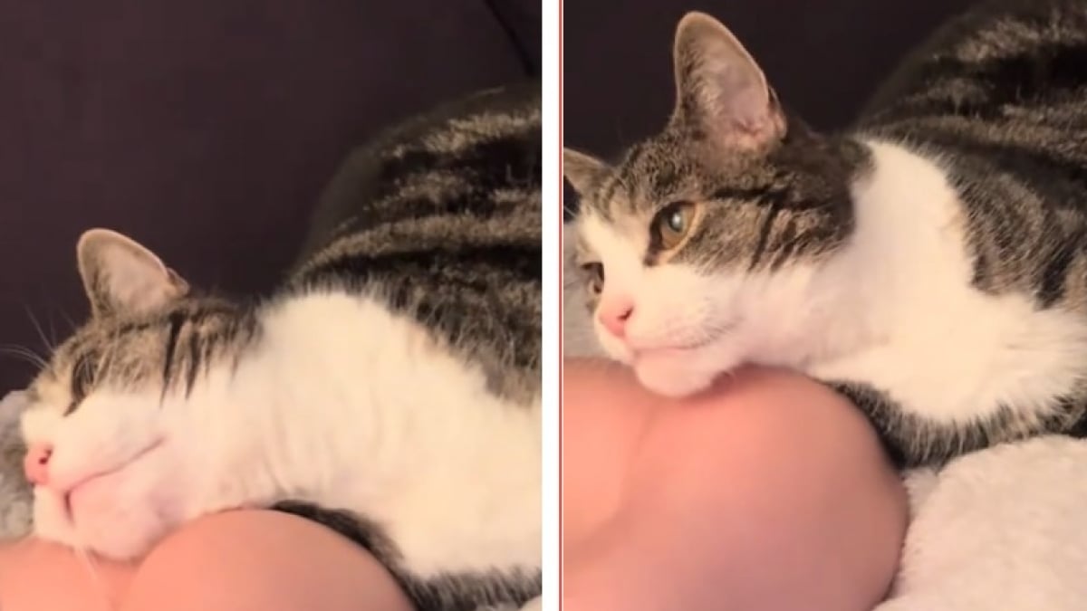 Illustration : "Abandonné à l’âge de 15 ans, ce chat âgé trouve un foyer aimant où couler des jours heureux (vidéo)"