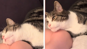 Illustration : Abandonné à l’âge de 15 ans, ce chat âgé trouve un foyer aimant où couler des jours heureux (vidéo)