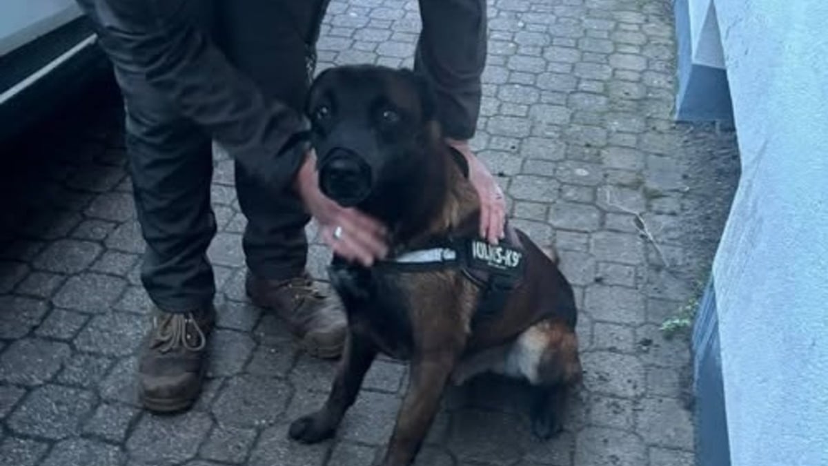 Illustration : "Frappé à coups de pelle parce qu'il « n'écoute rien », ce Malinois réapprend à se sentir en sécurité après son sauvetage"