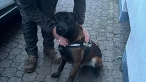 Illustration : Frapp&eacute; &agrave; coups de pelle parce qu'il &laquo; n'&eacute;coute rien &raquo;, ce Malinois r&eacute;apprend &agrave; se sentir en s&eacute;curit&eacute; apr&egrave;s son sauvetage