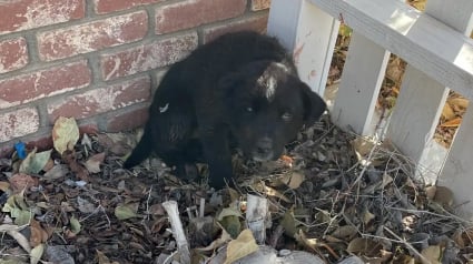 Illustration : &laquo; J&rsquo;ai eu l&rsquo;impression qu&rsquo;il me manquait quelque chose &raquo;, une femme sauve un chiot et se rend compte qu&rsquo;elle ne peut pas poursuivre sa route sans lui