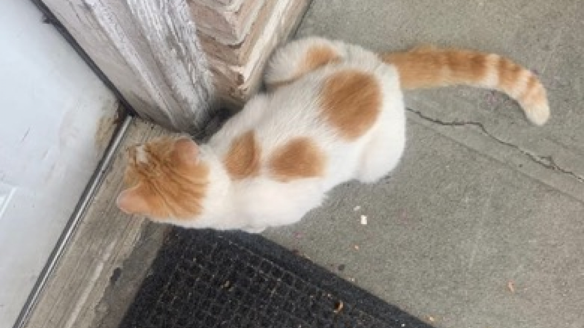 Illustration : "Incapable de survivre dehors ce chat roux suit les passants jusqu'à être secouru par une habitante"