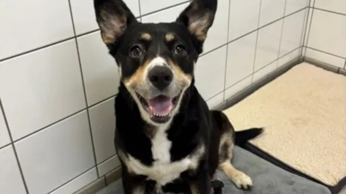 Illustration : "Abandonnée gestante, cette chienne croisée Border Collie donne naissance à 7 chiots avant d'être enfin adoptée"