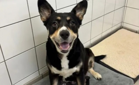 Abandonnée gestante, cette chienne croisée Border Collie donne naissance à 7 chiots avant d'être enfin adoptée