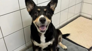 Illustration : Abandonnée gestante, cette chienne croisée Border Collie donne naissance à 7 chiots avant d'être enfin adoptée