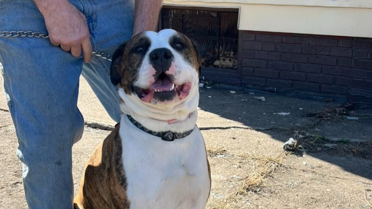 Illustration : "« Il sent quelque chose là-dessous », il sauve une femme d’une maison en feu, puis son chien aide à retrouver un chien piégé au sous-sol"