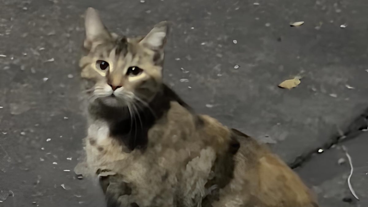 Illustration : "Sentant la naissance de ses chatons approcher, une chatte errante décide de faire confiance aux sauveteurs en leur demandant de l’aide (vidéo)"