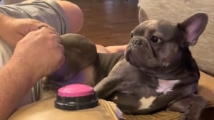Illustration : "« Elle appuie dessus plusieurs fois par jour », cette petite chienne ne cesse de réclamer un massage des pattes grâce à un bouton vocal (vidéo)"
