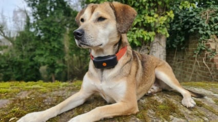 Illustration : Avis Weenect XT : notre test du collier GPS pour chien permettant de suivre tous les mouvements de votre compagnon en temps r&eacute;el