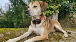 Illustration : "Avis Weenect XT : notre test du collier GPS pour chien permettant de suivre tous les mouvements de votre compagnon en temps réel"