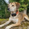 Illustration : Avis Weenect XT : notre test du collier GPS pour chien permettant de suivre tous les mouvements de votre compagnon en temps r&eacute;el