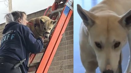 Illustration : Un chien atterrit inexplicablement sur la tente d&rsquo;une distillerie et passe la nuit dans le froid, des employ&eacute;s arriv&eacute;s le matin le sauvent