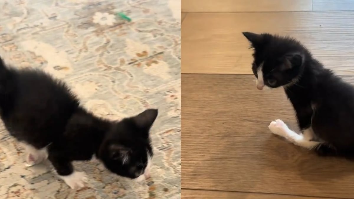 Illustration : "Atteinte d’une paralysie des membres arrière, cette chatte bicolore se sert de ses pattes avant pour marcher (vidéo)"