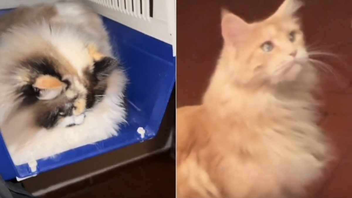 Illustration : "« Préoccupée pour sa santé » cette Maine Coon observe sa sœur Ragdoll qui refuse obstinément de quitter sa cage adorée (vidéo)"