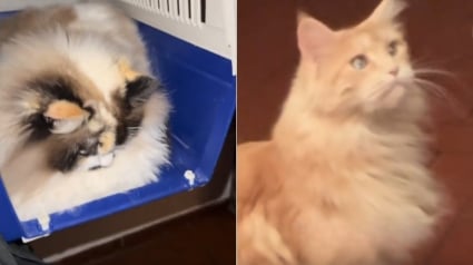 Illustration : &laquo; Pr&eacute;occup&eacute;e pour sa sant&eacute; &raquo; cette Maine Coon observe sa s&oelig;ur Ragdoll qui refuse obstin&eacute;ment de quitter sa cage ador&eacute;e (vid&eacute;o)
