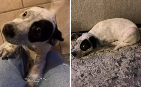 « Tout arrive pour une raison », grâce à un vieux dossier vétérinaire cette femme retrouve le passé de son chien de refuge et reçoit des photos de lui bébé (vidéo)