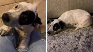 Illustration : « Tout arrive pour une raison », grâce à un vieux dossier vétérinaire cette femme retrouve le passé de son chien de refuge et reçoit des photos de lui bébé (vidéo)