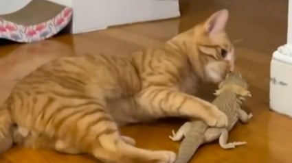 Illustration : Un chat roux s'aventure dans le terrarium d'un l&eacute;zard pogona et se lie d'amiti&eacute; avec lui (vid&eacute;o)