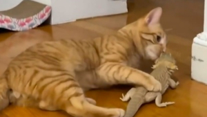 Illustration : Un chat roux s'aventure dans le terrarium d'un lézard pogona et se lie d'amitié avec lui (vidéo)