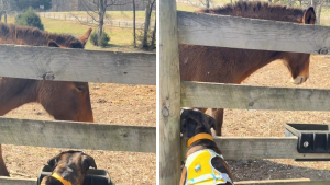 Illustration : « Il a fondu en larmes quand je l'ai obligé à partir », ce chien rencontre un cheval pour la première fois et tombe aussitôt sous le charme