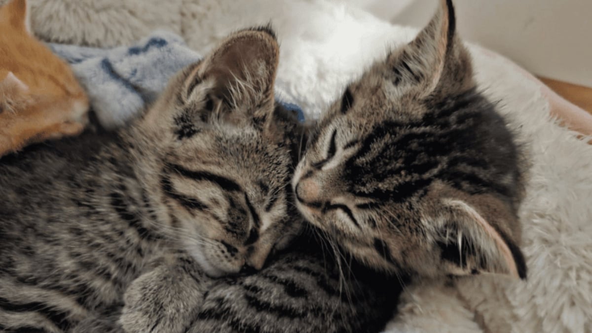 Illustration : "« Il a sauvé les chatons d'un sort terrible », un employé entend des miaulements sous du carton et change 5 vies"