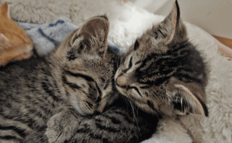 « Il a sauvé les chatons d'un sort terrible », un employé entend des miaulements sous du carton et change 5 vies