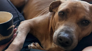 Illustration : « Elle adore sa nouvelle vie », désorientée à son arrivée, cette chienne se transforme en seulement 24 heures grâce à l'amour