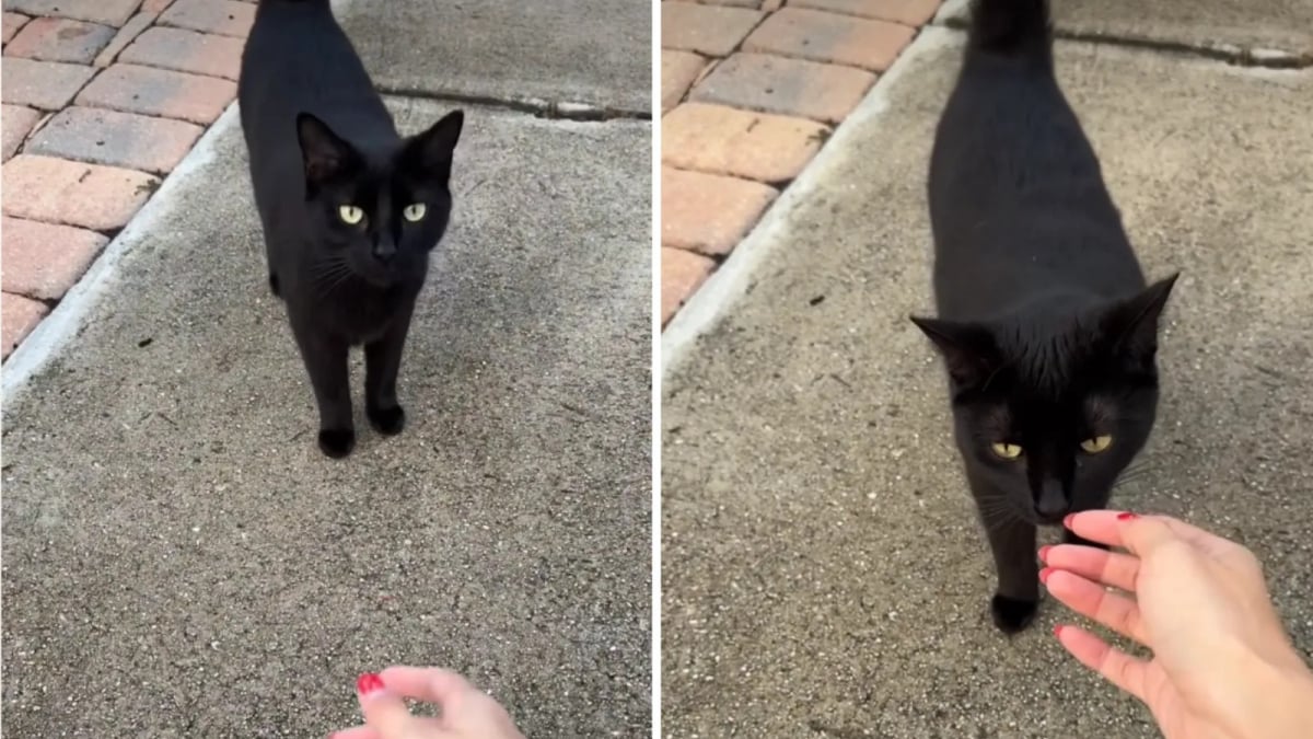 Illustration : "Abandonné dans la rue par ses anciens maîtres, ce chat noir attire l’attention d’une jeune femme qui décide de lui trouver une nouvelle famille (vidéo)"