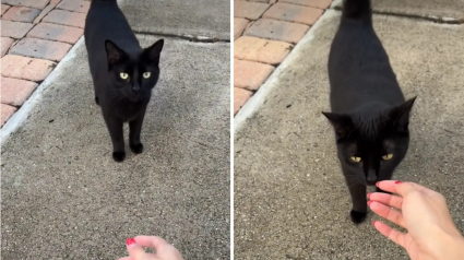 Illustration : Abandonn&eacute; dans la rue par ses anciens ma&icirc;tres, ce chat noir attire l&rsquo;attention d&rsquo;une jeune femme qui d&eacute;cide de lui trouver une nouvelle famille (vid&eacute;o)