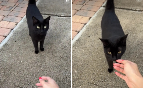 Abandonné dans la rue par ses anciens maîtres, ce chat noir attire l’attention d’une jeune femme qui décide de lui trouver une nouvelle famille (vidéo)