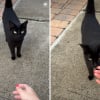 Illustration : Abandonn&eacute; dans la rue par ses anciens ma&icirc;tres, ce chat noir attire l&rsquo;attention d&rsquo;une jeune femme qui d&eacute;cide de lui trouver une nouvelle famille (vid&eacute;o)