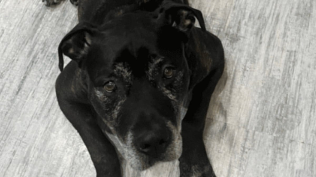 Illustration : "Après 50 jours d'attente, ce chien portant « le poids d’un passé difficile » vit un coup de foudre qui change sa vie"