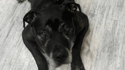 Illustration : Apr&egrave;s 50 jours d'attente, ce chien portant &laquo; le poids d&rsquo;un pass&eacute; difficile &raquo; vit un coup de foudre qui change sa vie