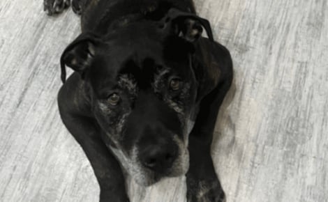 Après 50 jours d'attente, ce chien portant « le poids d’un passé difficile » vit un coup de foudre qui change sa vie