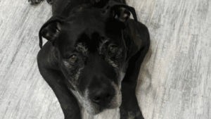 Illustration : Après 50 jours d'attente, ce chien portant « le poids d’un passé difficile » vit un coup de foudre qui change sa vie