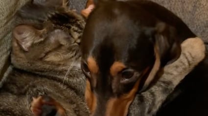 Illustration : V&eacute;ritables &acirc;mes soeurs, ce Teckel et ce chat n'oublient jamais de se faire un c&acirc;lin tous les soirs (vid&eacute;o)