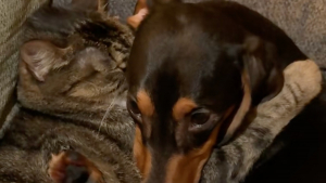 Illustration : Véritables âmes soeurs, ce Teckel et ce chat n'oublient jamais de se faire un câlin tous les soirs (vidéo)