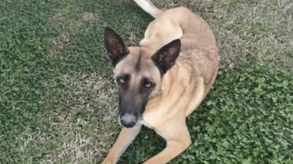 Illustration : Des escrocs r&eacute;clament pr&egrave;s de 1 500 euros &agrave; une famille pour rendre leur chienne Malinois disparue