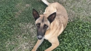 Illustration : Des escrocs réclament près de 1 500 euros à une famille pour rendre leur chienne Malinois disparue