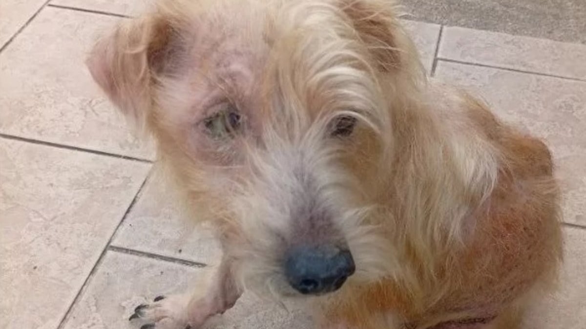 Illustration : "Après des années de privation, ce chien négligé reçoit enfin ses premiers soins vétérinaires et découvre un environnement sûr"