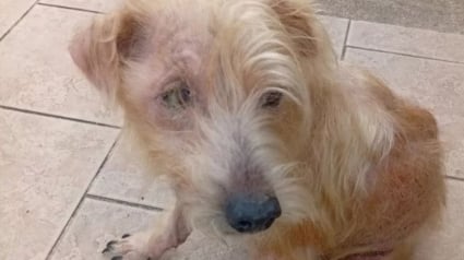 Illustration : Apr&egrave;s des ann&eacute;es de privation, ce chien n&eacute;glig&eacute; re&ccedil;oit enfin ses premiers soins v&eacute;t&eacute;rinaires et d&eacute;couvre un environnement s&ucirc;r