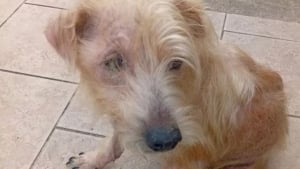 Illustration : Apr&egrave;s des ann&eacute;es de privation, ce chien n&eacute;glig&eacute; re&ccedil;oit enfin ses premiers soins v&eacute;t&eacute;rinaires et d&eacute;couvre un environnement s&ucirc;r