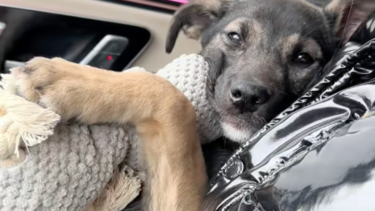 Illustration : "« Son doudou de soutien émotionnel », ce chiot opéré trouve le meilleur des réconforts dans sa peluche préférée qu'il serre contre lui (vidéo)"