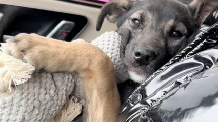 Illustration : &laquo; Son doudou de soutien &eacute;motionnel &raquo;, ce chiot op&eacute;r&eacute; trouve le meilleur des r&eacute;conforts dans sa peluche pr&eacute;f&eacute;r&eacute;e qu'il serre contre lui (vid&eacute;o)