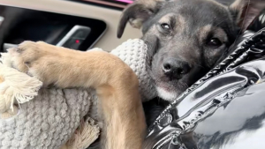 Illustration : « Son doudou de soutien émotionnel », ce chiot opéré trouve le meilleur des réconforts dans sa peluche préférée qu'il serre contre lui (vidéo)