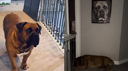 Illustration : Un chien endeuill&eacute; trouve du r&eacute;confort en s&rsquo;allongeant chaque jour devant la photo de son fr&egrave;re disparu (vid&eacute;o)